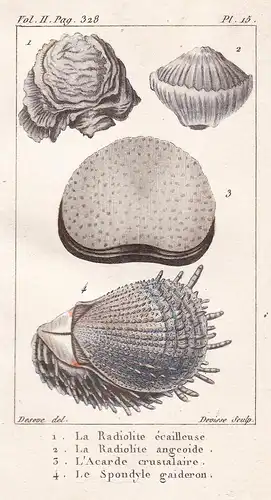 La Radiolite ecailleuse - L'Acarde crustalaire - Le Spondyle gaideron - Klappmuscheln Spondylus Stachelaustern