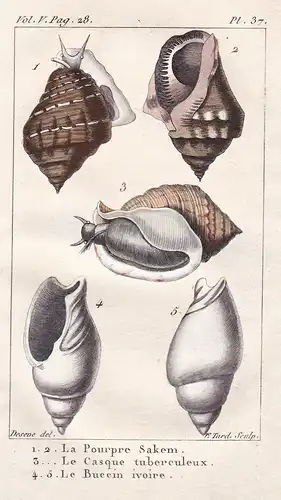 La Pourpre Sakem - Le Casque Tuberculeux - Le Buccin ivoire - Sphaeriidae Muscheln seashell shell coquille mou