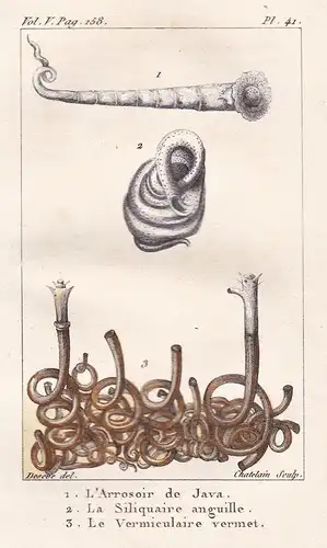 L'Arrosoir de Java - La Siliquaire anguille - Le Vermiculaire vermet - Muscheln seashell shell coquille moule