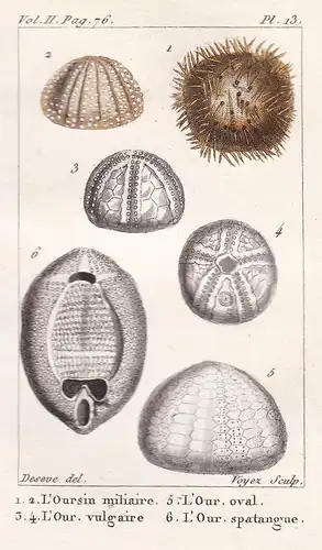 L'Oursin miliaire - ... -  Seeigel Echinoidea Sea urchins