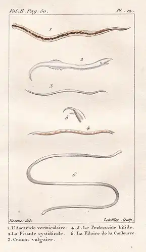 L'Ascaride  - La Fissule - Le Proboscide ... -  Spulwurm Ascaris lumbricoides Würmer Wurm worm vers