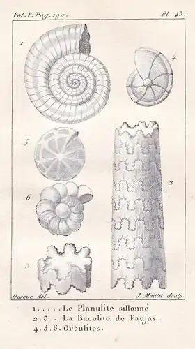 Le Planulite sillonne - La Baculite de Faujas - Orbulites - Tellerschnecken Planorbidae Muscheln seashell shel