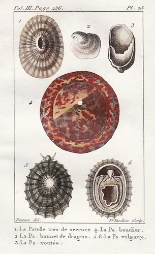 La Patelle - ... - Napfschnecke Muscheln seashell shell coquille Fruits de mer Schnecke Schnecken snail snails