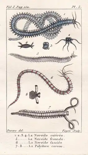 La Neriede cuivree - La Polydore cornue .... - Wurm Würmer worm worms