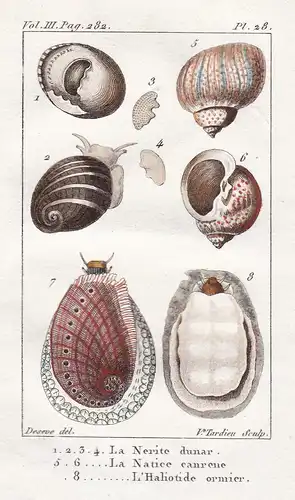 La Nerite dunar - La Natice - L'Haliotide - Nerita Muscheln seashell coquille Fruits de mer Schnecke Schnecken