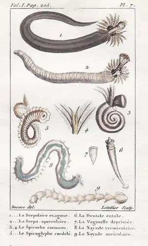 La Serpulaire exagone - La Dentale entale - Regenwurm Bandwurm Cestoda Wurm Würmer worm