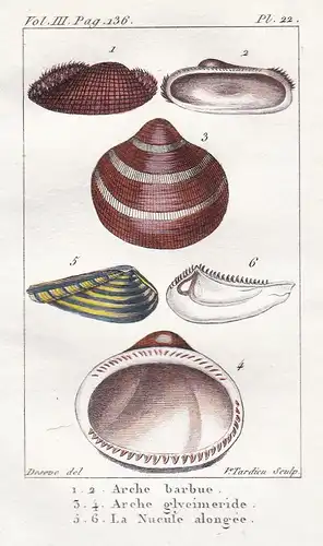 Arche barbue - Arche glyeimeride - La Nucule alongee - Muscheln seashell shell coquille moule Fruits de mer Sc