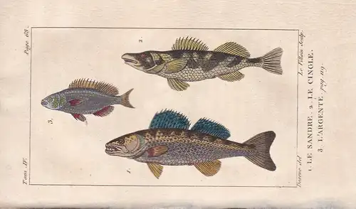 Le Sandre - Le Cingle - L'Argente - Zander Sander lucioperca Barsch Percidae Meer mer sea Fisch Fische fish fi