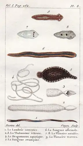 Le Lombric terrestre - La Thalasseme - Le Dragommeau - La Sangsue - Regenwurm Bandwurm Wurm Würmer worm
