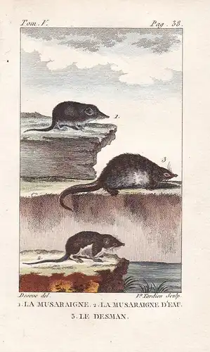 La Musaraigne - La Musaraigne D'Eau - Le Desman - Desmane Desmanini Spitzmäuse Soricidae Maus Mäuse mouse Tier