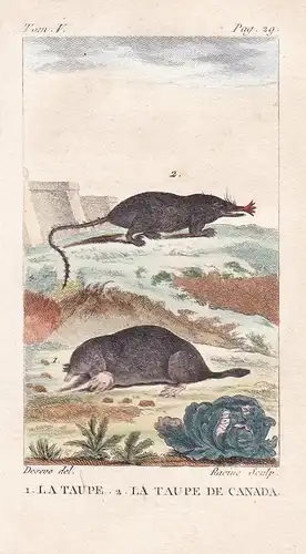 La Taupe - La Taupe de Canada - Maulwurf Talpa mole Maus Mäuse mouse Tiere Tier animals animal animaux