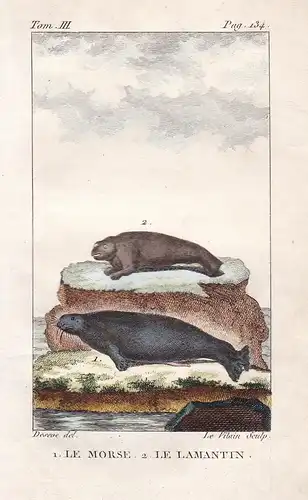 Le Morse - Le Lamantin - Walross Walrus Odobenus rosmarus Seekuh Seekühe Sirenia Rundschwanzseekühe Tiere Tier