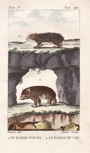 Le Daman Israel - Le Daman du Cap - Schliefer Hyrax Procaviidae Tiere Tier animals animal animaux