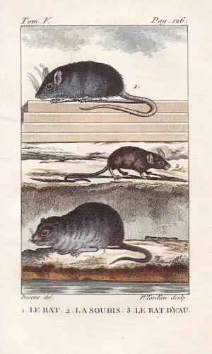 Le Rat - La Souris - Le Rat D'Eau - Ratte Rattus Ratten Maus mouse Tiere Tier animals animal animaux