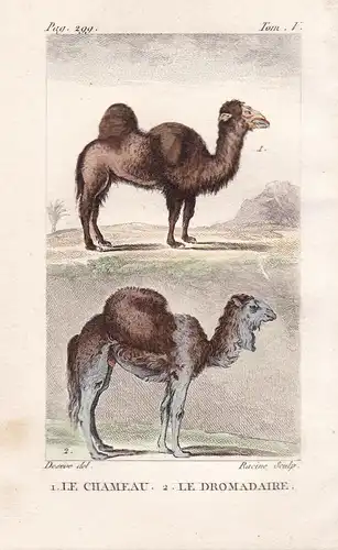 Le Chameau - La Dromadaire - Altweltkamele Dromedar Kamele Camel Camelus Trampeltier Tiere Tier animals animal