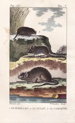 Le Submulot - Le Mulot - Le Campagnol - Wühlmaus Vole Maus Mäuse mouse Tiere Tier animals animal animaux