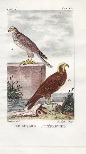 Le Busard - L'Epervier - Sperber Accipiter nisus Weihen Bussarde Buteo Habicht Falco Falke Falken Falconidae R