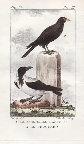 La Corneille Mantelee - Le Choquard - Rabe raven Nebelkrähe Corvus cornix Krähe Hooded crow Vogel Vögel birds