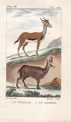 La Gazelle - Le Chamois - Gazellen Gazella Gämse Rupicapra Gemse Antilope antelope Ziege Carpa genus Tiere Tie
