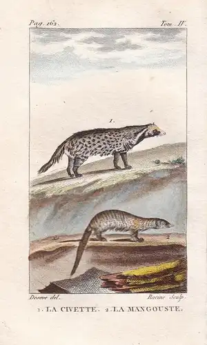 La Civette - Le Mangouste - Zibetkatze Civets Mangusten Mongoose Herpestidae Raubtiere predators Tiere Tier an