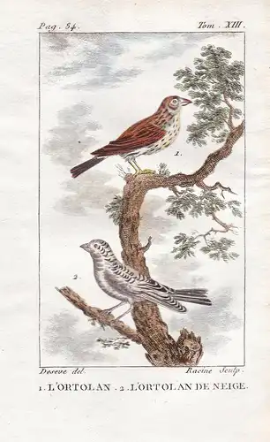 L'Ortolan - L'Ortolan de Neige - Ortolan Emberiza hortulana Ammern Emberizidae Bunting Vogel Vögel birds bird