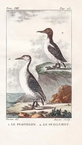 Le Plongeon - Le Guillemot - Lummen Uria Seetaucher Gaviiformes Loon duck Ente Enten Wasservogel Vogel Vögel b