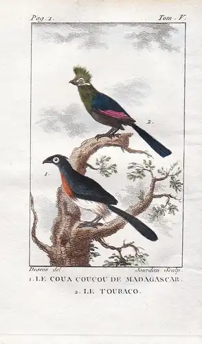 Le Coua Coucou de Madagascar - Le Touraco - Turakos Musophagidae Seidenkuckucke Kuckuck Cuculus canorus cuckoo