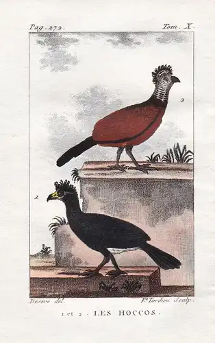 Les Hoccos - Hahn Hühner chicken Hokkos Curassow Vogel Vögel birds bird oiseaux oiseau