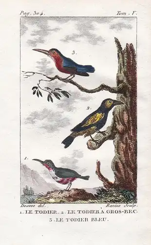 Le Todier - Le Todier a Gros-bec - Le Dodier bleu - Todis Tody Todidae Eisvogel Eisvögel Wasservogel Vogel Vög