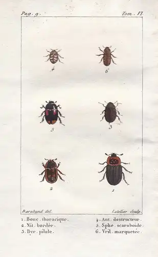 Bouc. thoracique - Nit. bordee - ... - Holzbock Zecke Bock Bockkäfer Coleoptera Käfer beetle scarabée Insekten