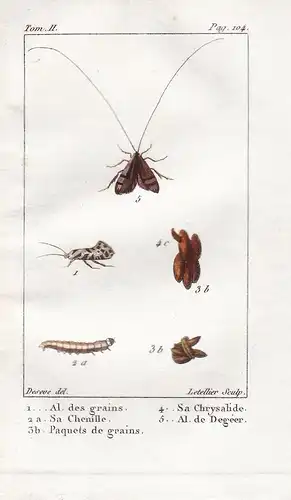 Al. des grains. - a Sa Chenille- ... - Motte moth Raupe Caterpillar Falter Schmetterling butterfly Libelle dra