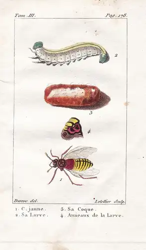 C. jaune - Sa Larve - Sa Coque - Anneaux de la Larve - Fliegen mouche fly Larve larva Raupe Caterpillar Puppe