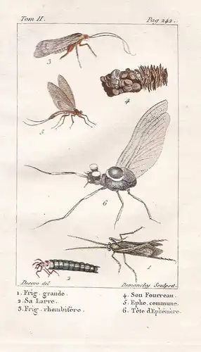 Frig. grande - Sa Larve - Frig rhombifere - ... - Motte moth Fliege fly Larve larva Käfer beetle scarabée Inse