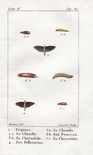 Fripiere - Sa  Chenille - Sa Chrysalide ... - Motte moth Raupe Caterpillar Falter Schmetterling butterfly Libe