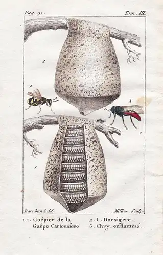 Guepier de la Guepe Cartonniere - L. Dorsigere - Chry. enflamme ... - Bienenfresser Wespe wasp guêpe Nest Flie