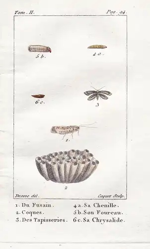 Du Fusain - Coques - Des Tapisseries. - a Sa Chenille ... - Motte moth Raupe Caterpillar Falter Schmetterling