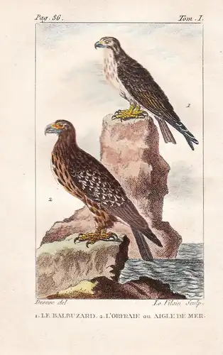 Le Balbuzard - L'Orfrale ou Aigle de Mer - Bussard Adler Aigle eagle buse buzzard Raubvogel Vogel Vögel birds