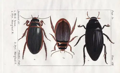 Hyd. brun - Dyt. Marginal M. - Dyt. Marginal F. - Coleoptera Käfer beetle scarabée Insekten Insekt insect inse