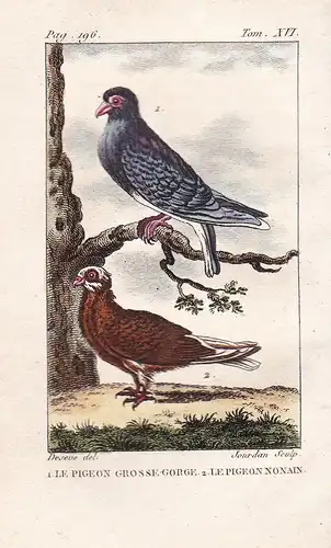 Le Pigeon Grosse-Gorge - Le Pigeon Nonain - Taube dove pigeon Vogel Vögel birds bird oiseaux oiseau