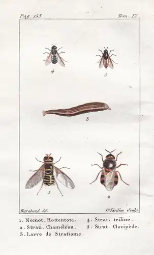 Nemot Hottentote - Strati Chameleon - ... - Fliegen mouche fly Larve larva Insekten Insekt insect insects inse