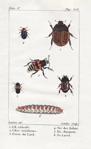 L'H. reticule - L'Esc. reniforme - ... - Raupe Caterpillar Käfer beetle scarabée Insekten Insekt insect insect