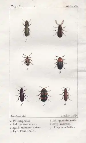 Pti. Imerial - Ptil. pectinicorne  - ... - Bock Bockkäfer Coleoptera Käfer beetle scarabée Insekten Insekt ins