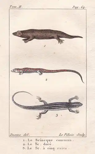 Le Scineque commun - Le Sc. dore - Le Sc. cinq raies - Eidechsen lizard lézard Gecko Reptilien Reptil reptile