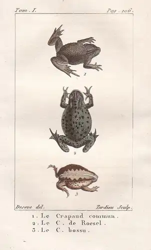 Le Crapaud Commun - Le C. de Roesel - Le C. bossu - Kröte toad Frosch Frösche frogs frog grenouille grenouille