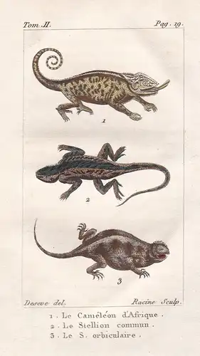 Le Cameleon - Le Stellion commun - Le S. Oorbiculaire - Chamäleon Chameleon Eidechsen lizard lézard Gecko Rept
