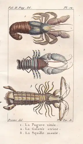 La Pagure vittee - Le Galatee striee - La Squille mante - Einsiedlerkrebse Hermit crab Krebs Krebse Crustacea