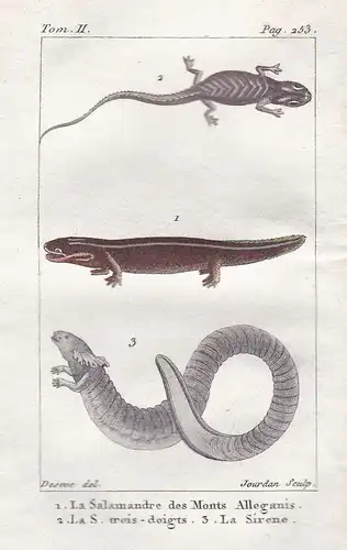 La Salamandre des Monts Alleganis - La S. trois-doigts - La Sirene - Feuersalamander Salamander Salamandra Amp