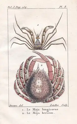 Le Maja longicorne - La Maja herisson - Krebs Krebse Crustacea Krabben Krabbe cancer crabs