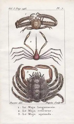 Le Maja longuemain - Le Maja seticorne - Le squinado - Krebs Krebse Crustacea Krabben Krabbe cancer crabs