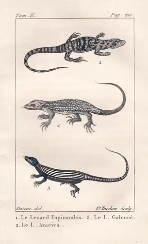 Le Lezard Tupinambis - Le L. Galonne - Le L. Ameiva - Leguane Iguanidae Chamäleon Chameleon Eidechsen lizard l
